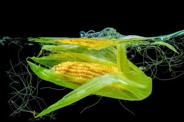 A fresh ear of corn in its green husk floating submerged in water with silk strands against a black background