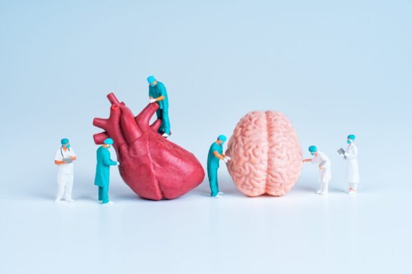 Miniature doctors and medical staff examining human heart and brain models side by side